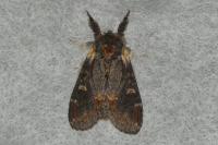 Notodonta dromedarius