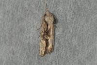 Egira conspicillaris