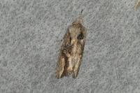 Egira conspicillaris