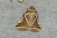 Habrosyne pyritoides