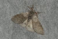 Calliteara pudibunda