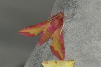 Deilephila porcellus