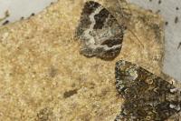Epirrhoe alternata