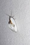 Cilix glaucata