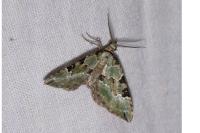 Colostygia pectinataria