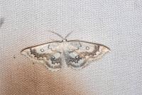 Cyclophora annularia