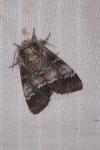 Drymonia ruficornis