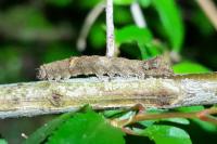 Allophyes oxyacanthae