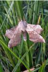 Laothoe populi