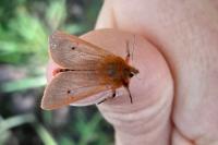 Phragmatobia fuliginosa