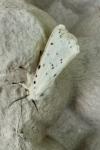 Spilosoma lubricipeda