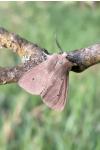 Diaphora mendica