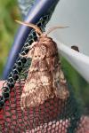 Drymonia ruficornis