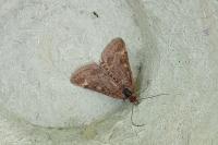 Pyrausta despicata despicata