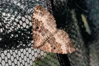 Epirrhoe alternata