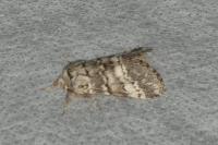 Drymonia ruficornis