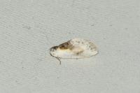 Cilix glaucata