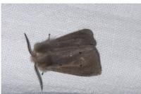 Diaphora mendica