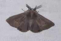 Diaphora mendica
