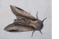 Pheosia gnoma