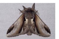 Pheosia gnoma