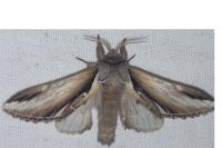 Pheosia gnoma
