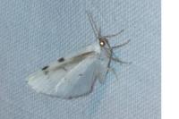 Lomographa bimaculata