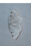 Lomographa bimaculata