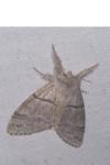Calliteara pudibunda