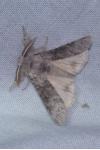 Calliteara pudibunda