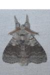 Calliteara pudibunda