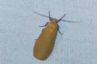 Wittia sororcula