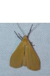 Wittia sororcula