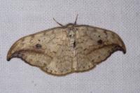 Drepana falcataria