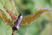 Adela reaumurella