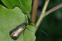 Adela reaumurella