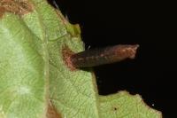 Coleophora