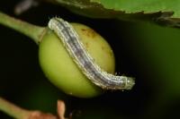 Operophtera brumata