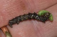 Phigalia pilosaria