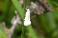 Elachista argentella