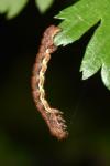 Erannis defoliaria