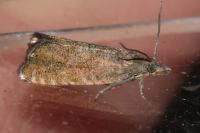 Dichrorampha plumbana