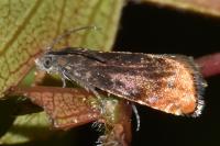 Pammene rhediella