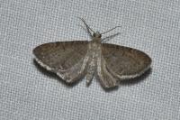 Eupithecia valerianata