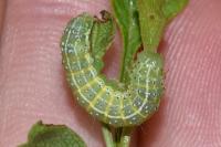 Cosmia trapezina