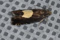 Pammene regiana