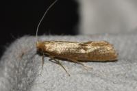 Nematopogon swammerdamella swammerdamella