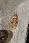 Agonopterix arenella