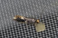 Monopis weaverella