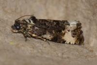 Endothenia gr. gentianaeana